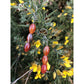 Handmade, natural red and orange agate drop earrings with 3 beads, beautiful nuances of red, orange, brown and grey, 12x8 mm size bead. Length is 4.5 cm. Metal parts are stainless steel. Irish gorse bush background with stunning yellow flowers. West Cork