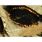 Tiger eye stone bracelet on rock. The stones have beautiful golden and brown nuances and a silky shine.